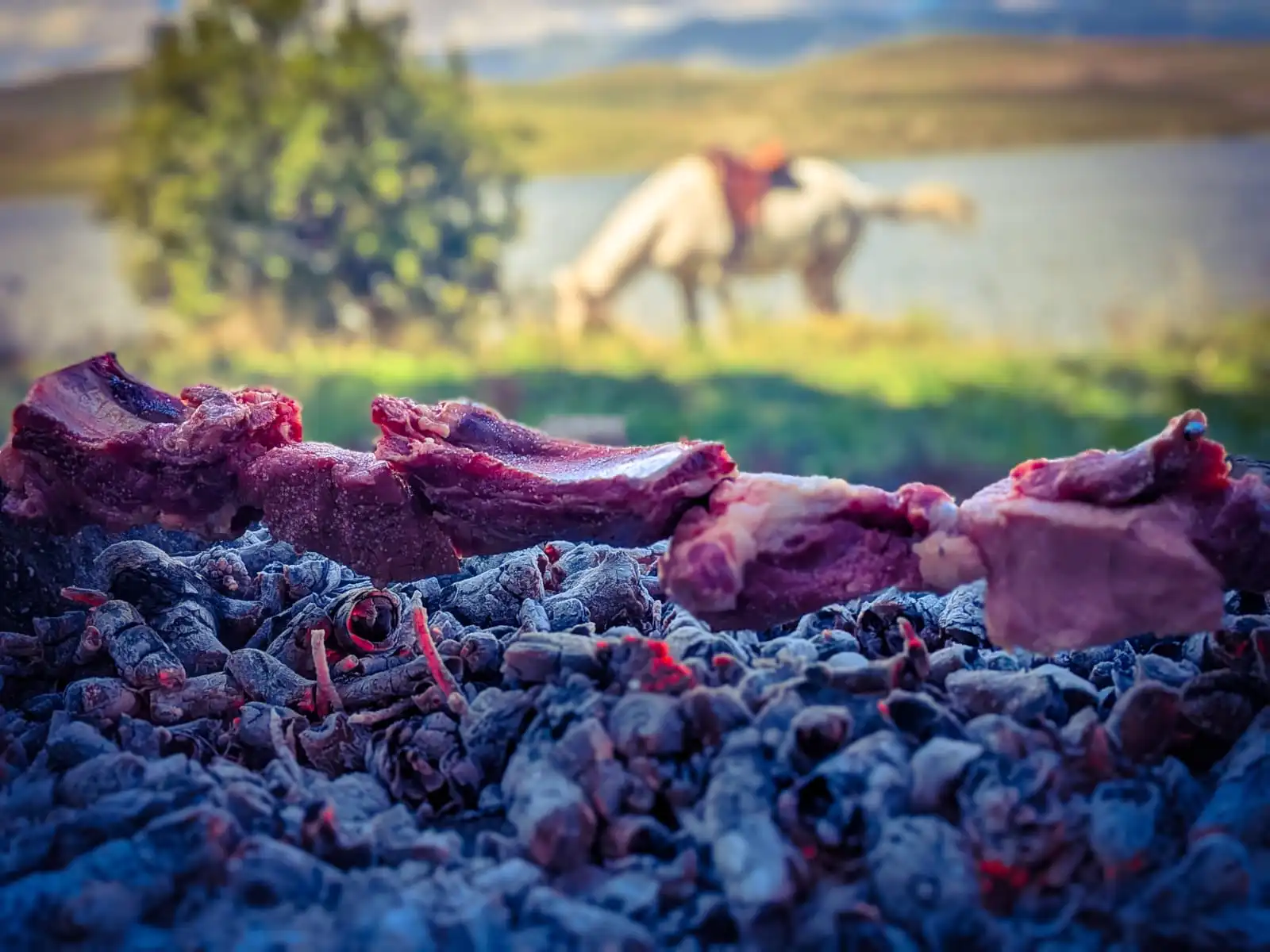 Meat grilling over coals at a picnic while a saddled horse grazes behind
